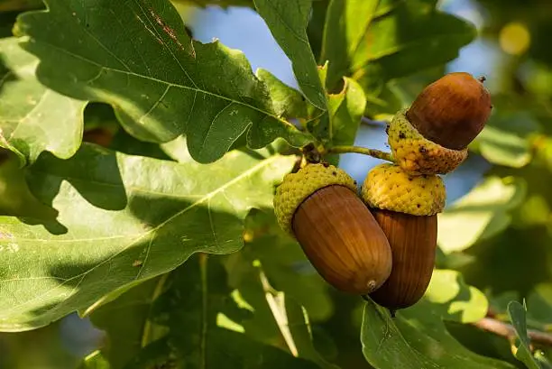 Horizontal photo of small group of acorns with nice brown color and yellow caps. Leaves are green and worn due to autumn season. Blue sky is visible through the leaves.