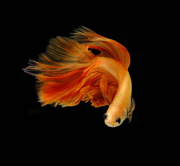 istock Orange siamese fighting fish isolated on black background. 610881424