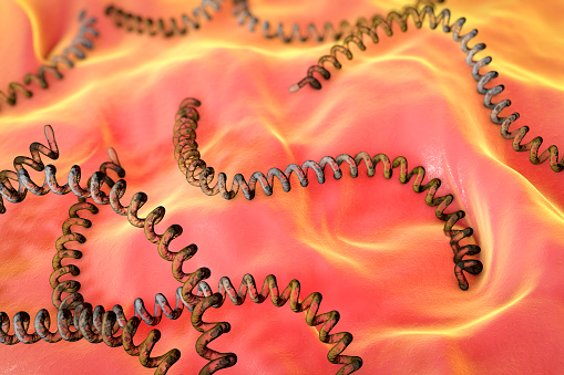 Leptospira, spiral bacteria which cause leptospirosis, 3D illustration