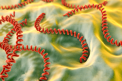 Leptospira, spiral bacteria which cause leptospirosis, 3D illustration
