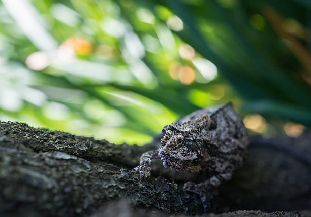 A small grey and brown chameleon perfectly blended in with its woodland surroundings
