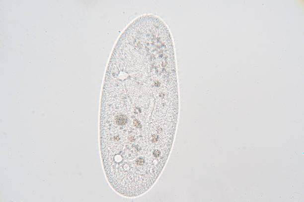 Paramecium Paramecium is a genus of unicellular ciliated protozoa, commonly studied as a representative of the ciliate group. Paramecia are widespread in freshwater, brackish, and marine environments and are often very abundant in stagnant basins and ponds. ciliophora stock pictures, royalty-free photos & images