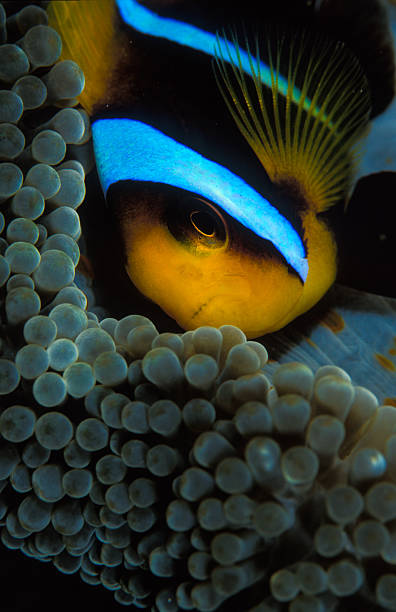 istock Clownfish in an anemone 610882154