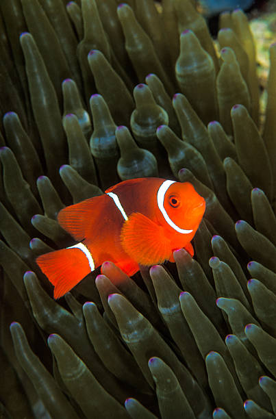 istock Orange clown fish within a green anemone 610882280