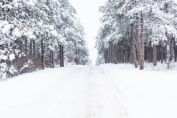 istock Snow landscape with pine trees and footpath 610882472