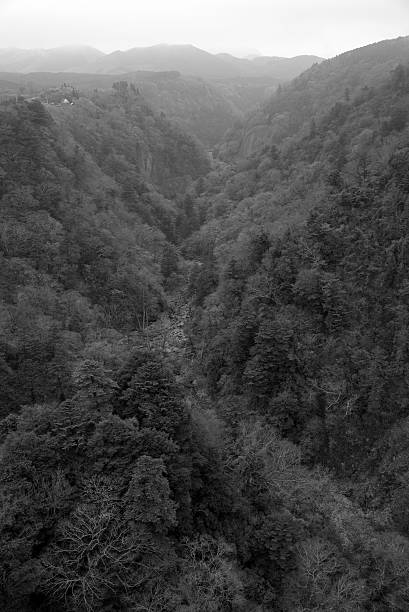 istock Abstract foggy dark forest background,monochrome 610882494