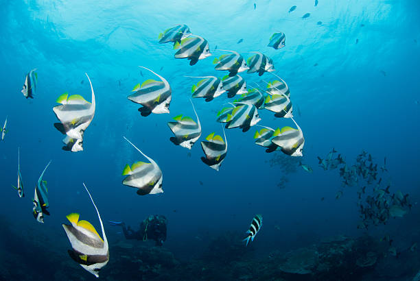 istock Longfin banner fish in a bright blue ocean 610882624