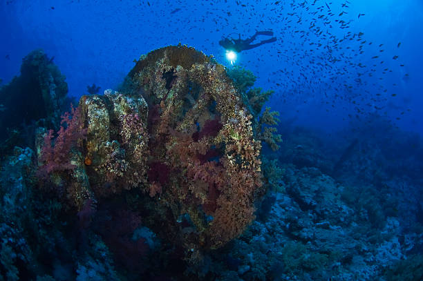 istock Diver exploring a colourful and busy reef, Red Sea, Egypt 610882782