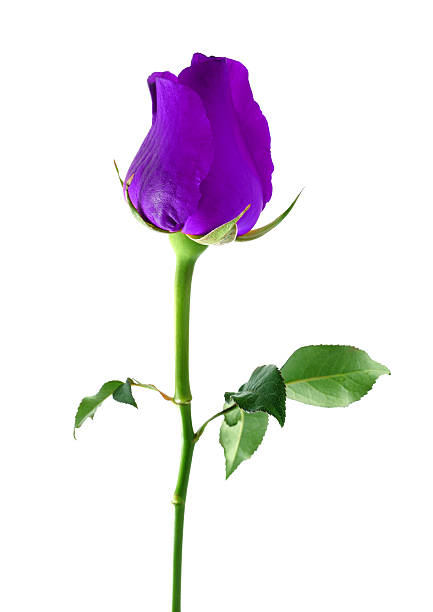 Pink rose on white background with shadow. One bicolor rose lies on a white background