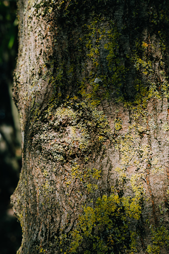 Tree Bark with lichen