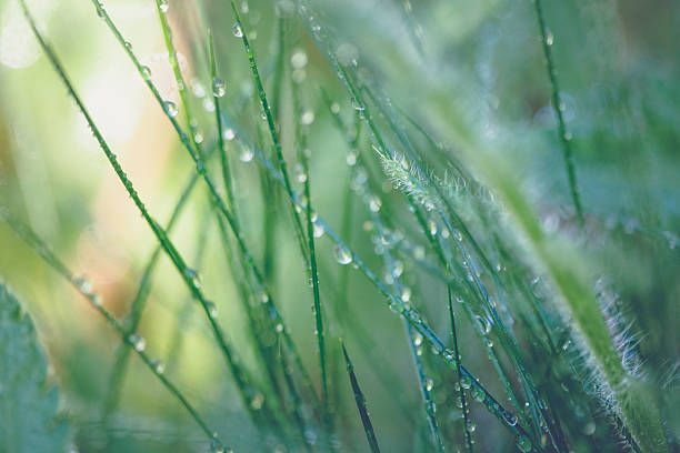 istock Wet Grass With Rain Drops Or Dew On Grass Blades 610943564