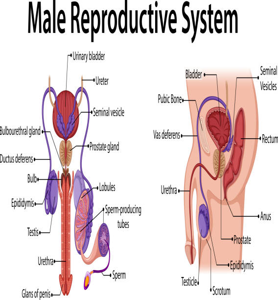Diagram showing male reproductive system Diagram showing male reproductive system illustration male reproductive system diagram stock illustrations