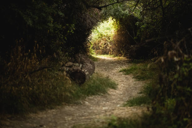 istock Nature Trail Through The Woods 610944320