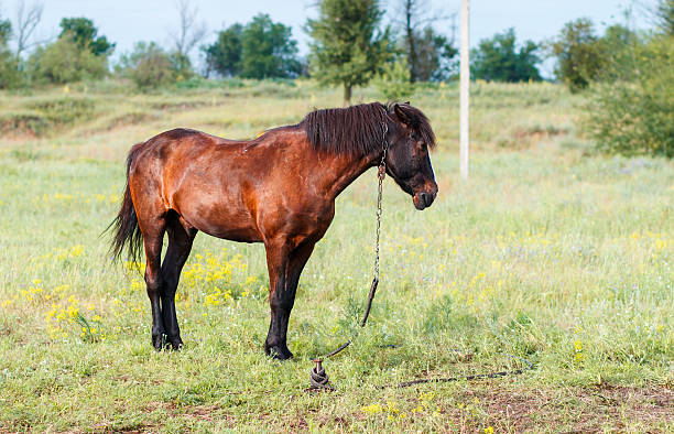 Brown horse in the field