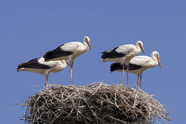 istock Storks in the nest against blue sky 610944382