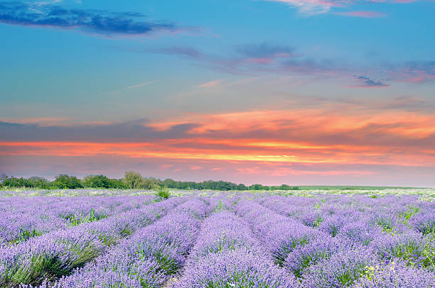 istock Field with blooming lavender and sunrise 610944388