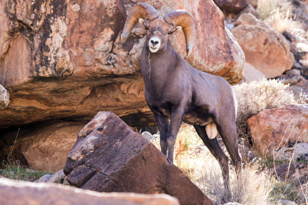 full curl big horn sheep en green river utah - bighorn sheep fotografías e imágenes de stock