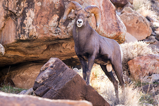 Large adult male Big Horn ram with his front feet on a rock posing majestically for the camera near Green River in Eastern Utah.