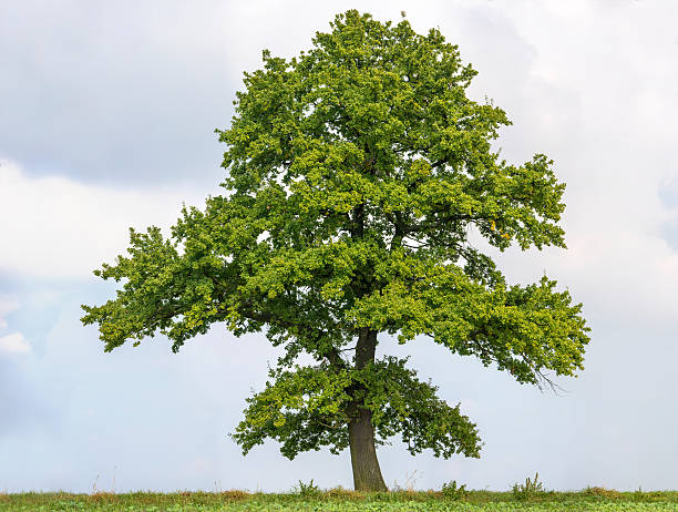 Large English Oak or Quercus robur against a bright sky. stock photo