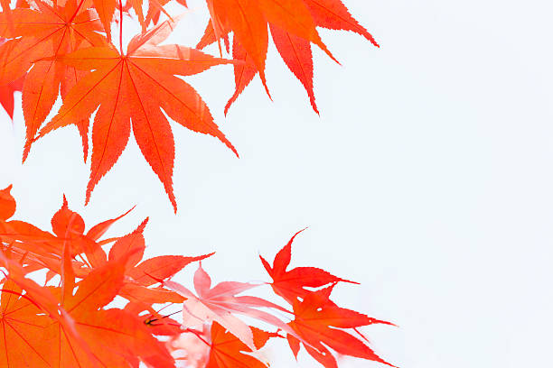 istock autumn, leaves, maple leaf isolated on white background. 610947148