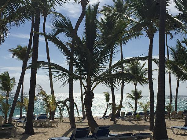 istock Dominican Republic beach at sunrise 610947716