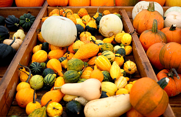 istock Pumpkins for sale 610947974