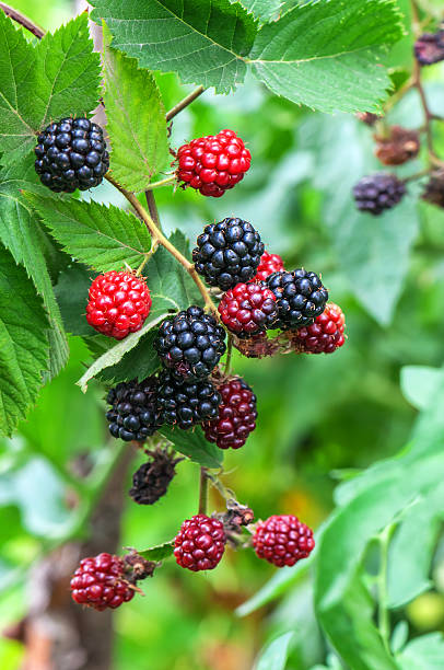 istock sweet blackberry bush 610949050