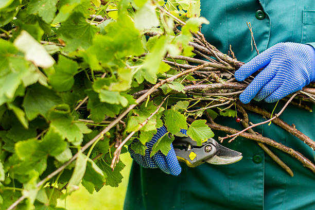 il lavoratore sta potando i rami del cespuglio - silviculture foto e immagini stock