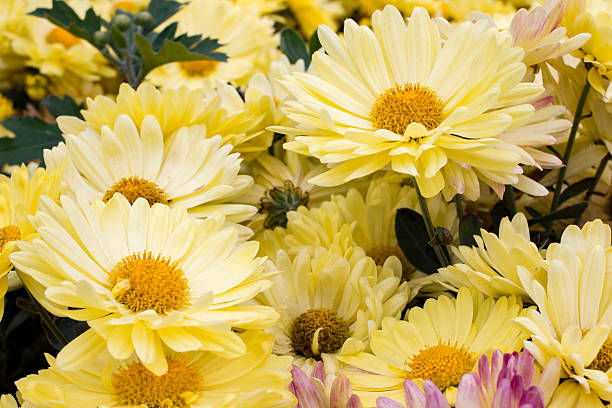 istock Yellow Daisy flowers in the garden. Panorama. Macro. 610950102