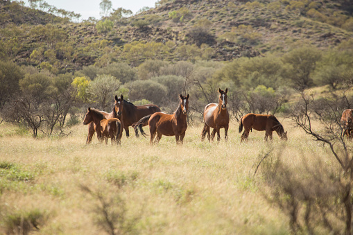 Beautiful wild horses, known as brumbies in Australia, were grazing by the roadside in the Northern Territory, Central Australia.