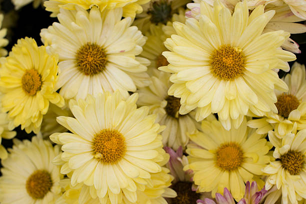 istock Yellow Daisy flowers in the garden. Panorama. Macro. 610950268
