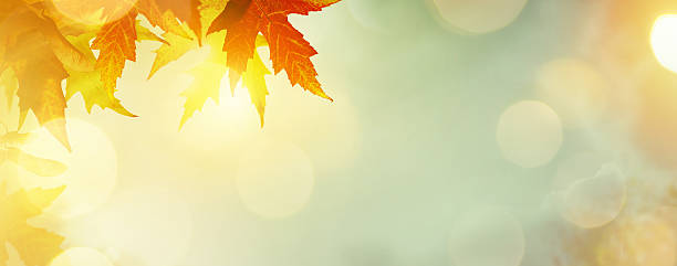 istock abstract nature autumn Background with yellow leaves 610951342