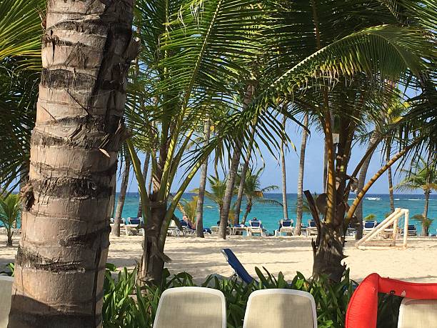 istock Dominican Republic beach and palm trees 610951816