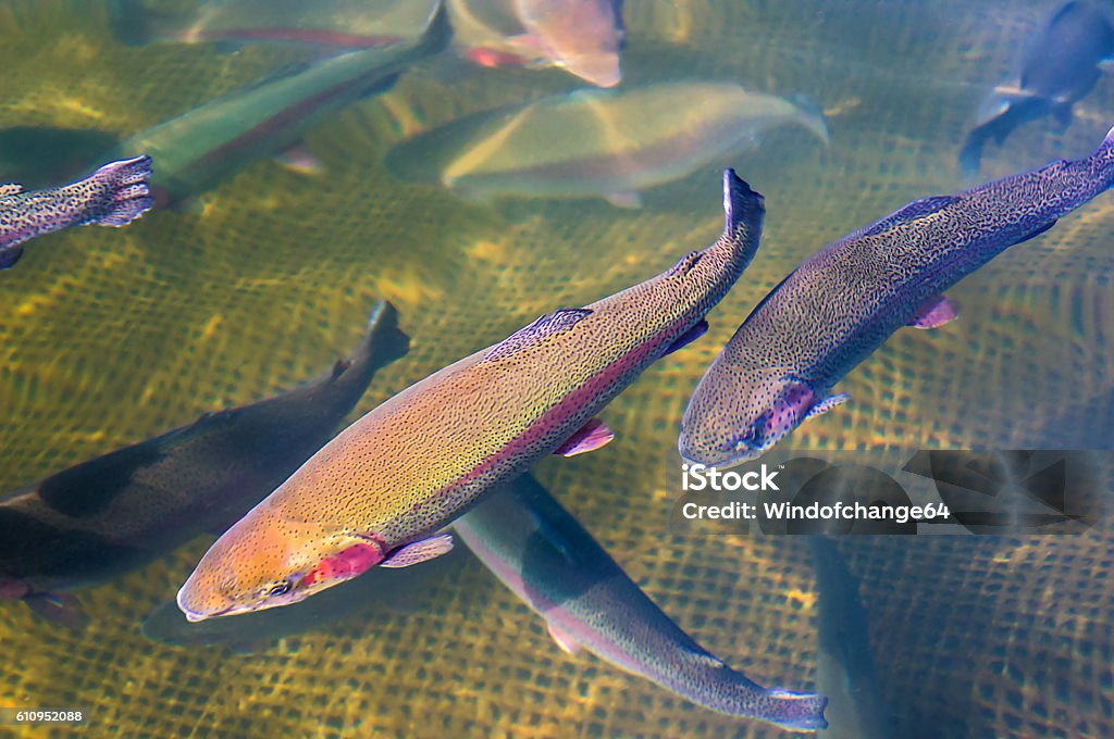 Cultivation of trout Cultivation of trout on a farm in a natural pond  Fish Hatchery Stock Photo