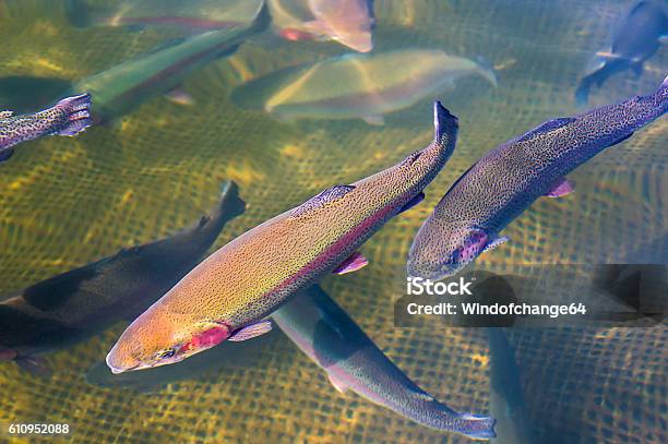 Cultivation Of Trout Stock Photo - Download Image Now - Fish Hatchery, Farm, Fish Farm