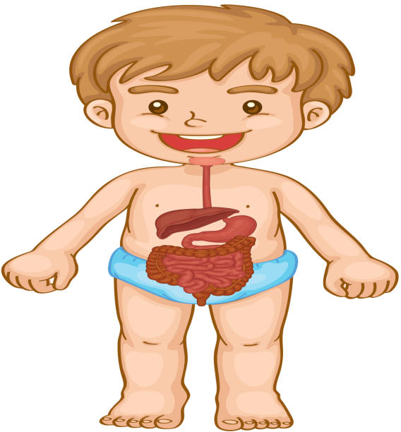 Ilustración de Niño Pequeño Y Sistema Digestivo y más Vectores Libres de  Derechos de Anatomía - Anatomía, Biología, Ciencia - iStock