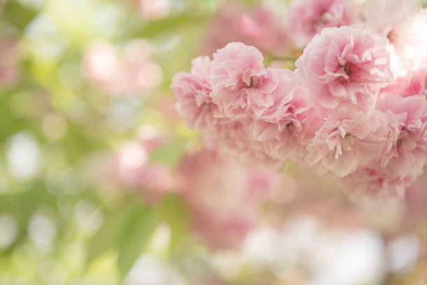 istock Spring Cherry Blossoms - Pink And Bokeh Background 610957478