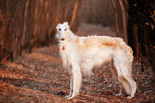 chien russe borzoi wolfhound head, à l’extérieur automne temps - sight hound photos et images de collection