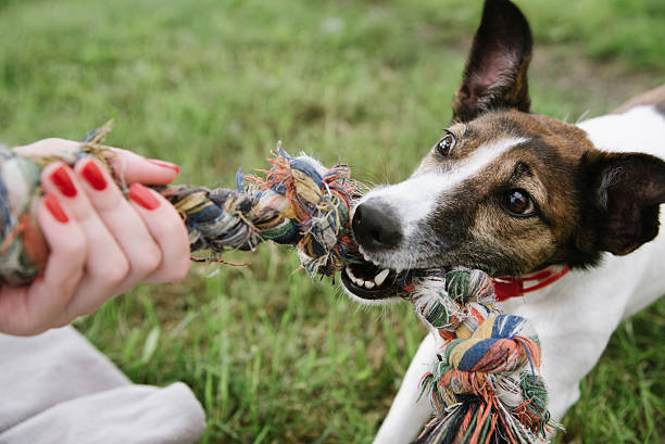 hundespiel mit seil - action dog outdoors animal trainer stock-fotos und bilder