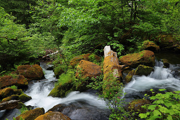 Silky water and lush vegetation near Watson falls, North Umpqua River, Oregon