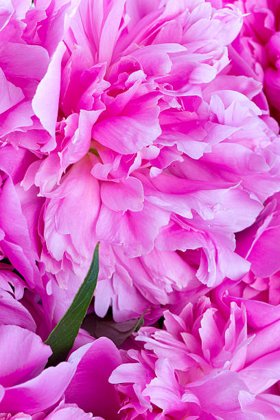 istock close up of beautiful peonies 610960788