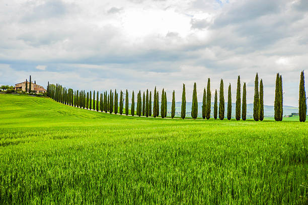 istock Tree-lined avenue in Val D'Orcia, Tuscany, Italy 610961636