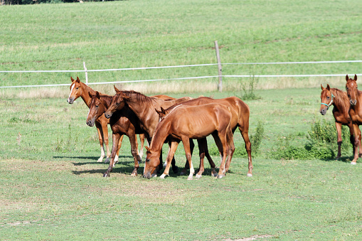 Purebred anglo-arabian horses grazing in pasture enjoying summer sunshine