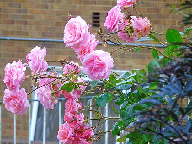 istock Group of pink roses in urban setting 610961812