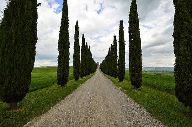 istock Tree lined road, Val D'Orcia, Siena, Tuscany, Italy 610961898