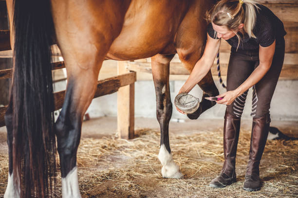 Taking Care of the Horse Hoof Young woman Taking Care of the Horse Hoof hoof stock pictures, royalty-free photos & images