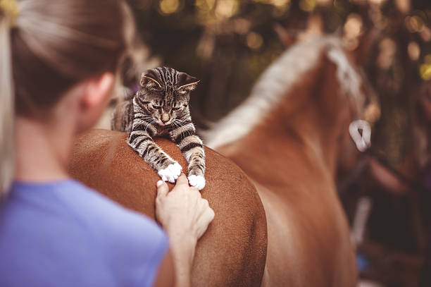 Playful Cat Resting on a Horse Back