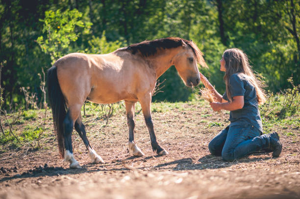 istock Man Kneeling and Feeding the Horse 610963504