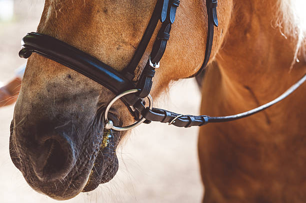 istock Close-Up of Horse Head 610963514