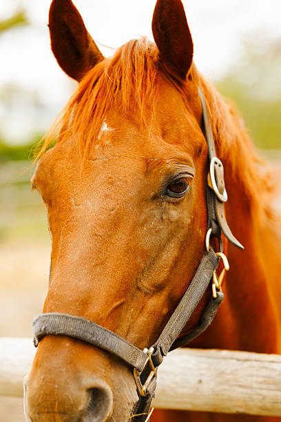 istock Racehorse portrait. 610964964